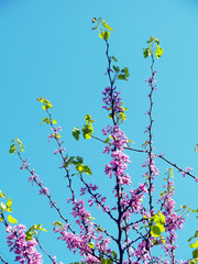 Tree branches with brightly colored flowers in spring in the park garden