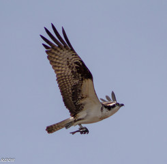 osprey