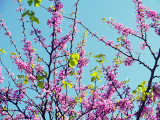 Tree branches with brightly colored flowers in spring in the park garden