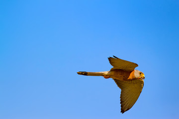 Flying falcon with its hunt. Bird: Lesser Kestrel. Falco naumanni. Blue sky background.