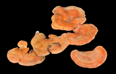 Mushrooms (Pycnoporus cinnabarinus) 1