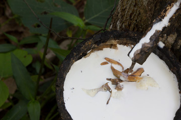 Latex extracted from rubber tree (Hevea Brasiliensis) as a source of natural rubber, Natural rubber from tree in cup.