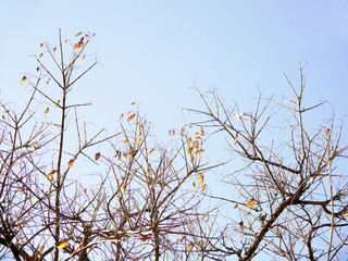 Tree branches without leaves in autumn in the park garden
