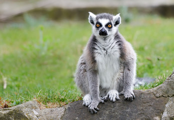 Naklejka na ściany i meble Ring tailed lemur (Lemur catta)