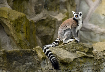 Ring tailed lemur (Lemur catta)