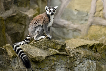 Ring tailed lemur (Lemur catta) - Powered by Adobe