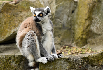 Ring tailed lemur (Lemur catta)