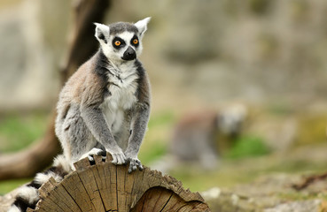 Ring tailed lemur (Lemur catta) © Piotr Krzeslak