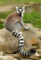 Ring tailed lemur (Lemur catta)