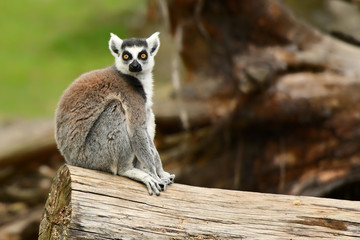 Ring tailed lemur (Lemur catta) © Piotr Krzeslak
