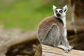 Obraz premium Ring tailed lemur (Lemur catta)