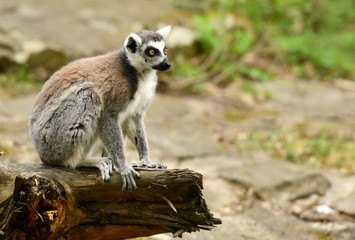 Naklejka na ściany i meble Ring tailed lemur (Lemur catta)