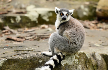 Ring tailed lemur (Lemur catta)