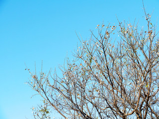 Tree branches without leaves in autumn in the park garden