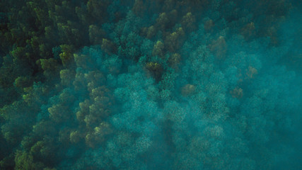 Aerial View of Beautiful Australian Forest on a Foggy Day - 264503914