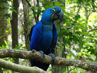 Blue Macaw