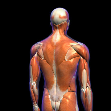 Anatomy Chart of Male Back Muscles on Black Background