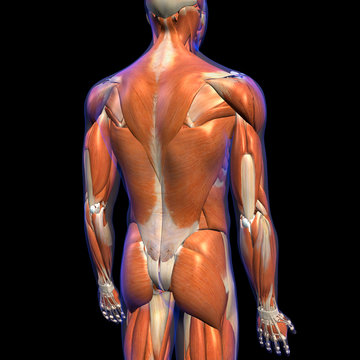 Anatomy Chart of Male Back Muscles on Black Background