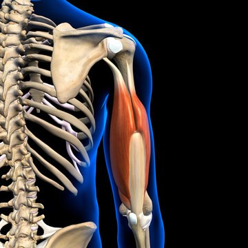 Male Triceps Muscles and Shoulder Bones on Black Background