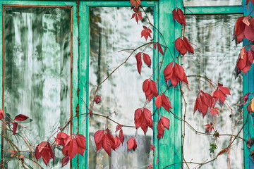 Large branches with red leaves hanging on green window of house.