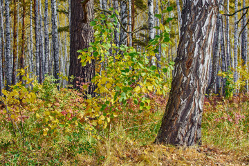 Obraz premium Young birch with yellow and green leaves among old birches in forest in autumn.