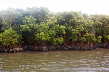 Mangue Canguaretama Rio Grande do Norte