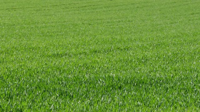 field of green grass