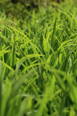 Fototapeta premium green grass in spring