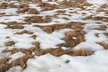 Background of tussock grass in snow. Marshy and flooded area in spring.