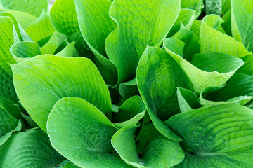 background of green leaves