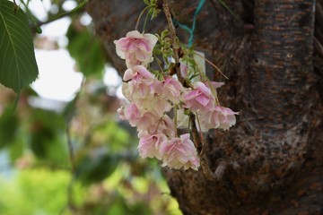 Plum (Prunus salicina) blossoms