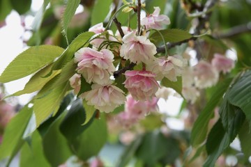Plum (Prunus salicina) blossoms