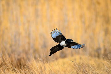 Flying crow. Yellow nature background. Bird: Eurasian Magpie. Pica pica.
