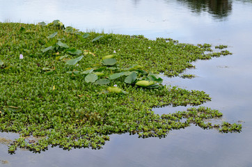 duckweed on lake