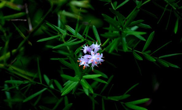 asparagus densiflorus - aspargo