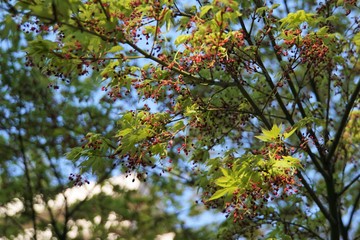 イロハモミジ
