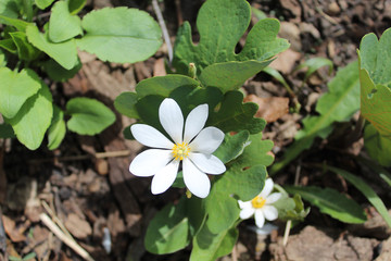 Bloodroot spring wildflower at Somme Woods Forest Preserve in Northbrook, Illinois
