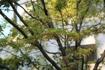 イロハモミジ