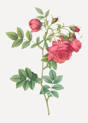 Fototapeta premium Vintage turnip rose poster