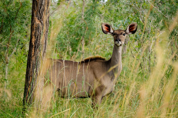 African female Kudu in the wild