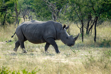 Fototapeta premium African Black Rhinoceros in the wild