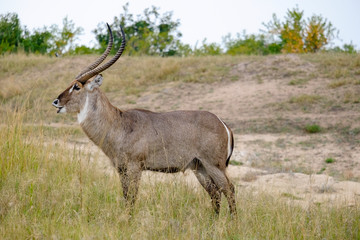 African male waterbuck showing off