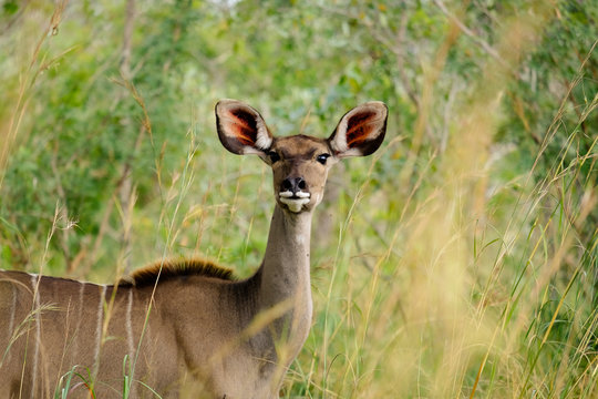 African female Kudu in the wild
