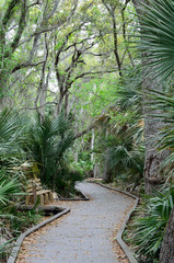 path among Florida forest