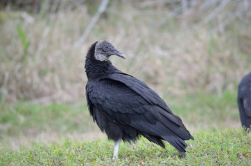 black vulture in florida