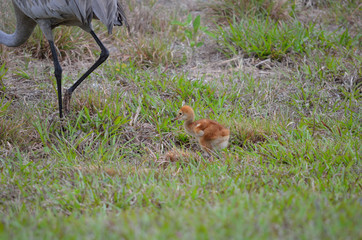 Baby chick following sandhill crane in florida