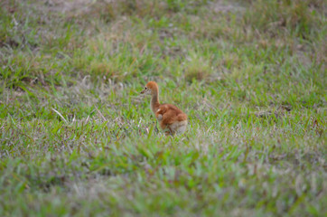 Baby sandhill crane chick