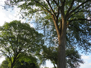 Trees in the park