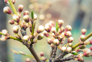 Branches of blossoming cherry macro