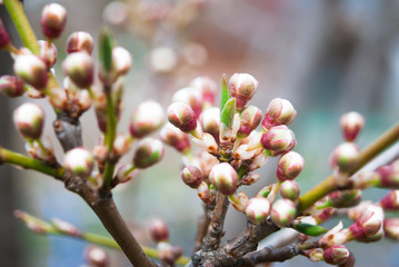 Branches of blossoming cherry macro. 